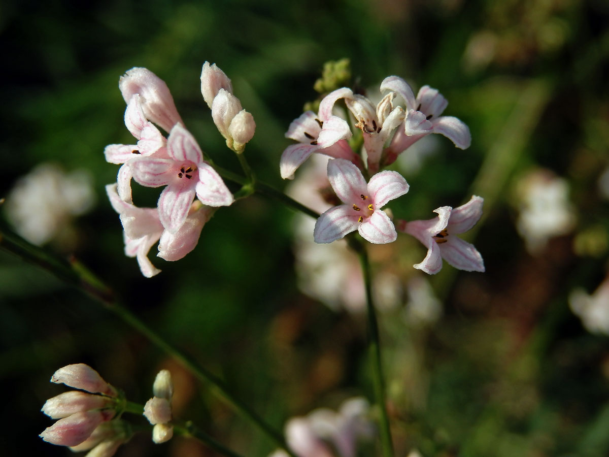 Mařinka psí (Asperula cynanchica L.)