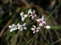 Mařinka psí (Asperula cynanchica L.)