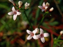 Mařinka psí (Asperula cynanchica L.)