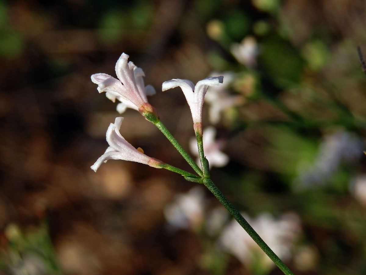 Mařinka psí (Asperula cynanchica L.)