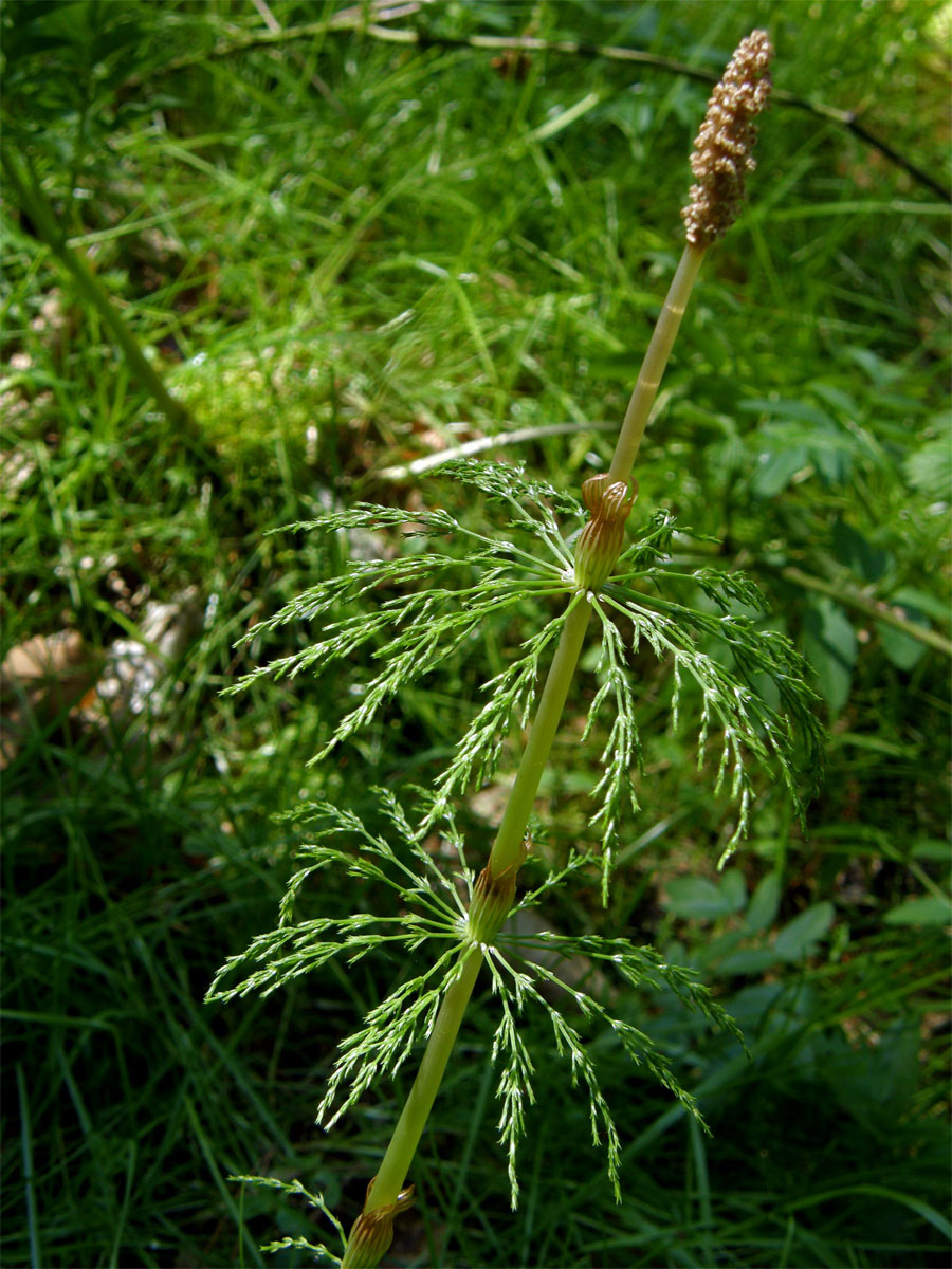 Přeslička lesní (Equisetum sylvaticum L.)