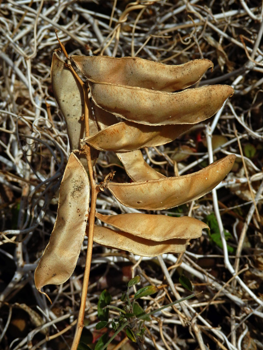 Fazol (Phaseolus polystachios (L.) Britton, Sterns & Poggenb.)