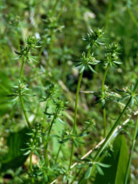 Svízel (Galium divaricatum Pourret ex Lam.)