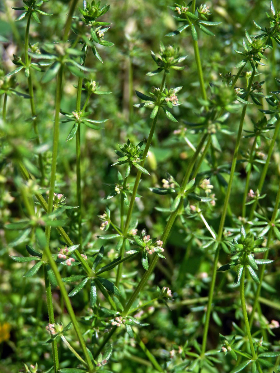 Svízel (Galium divaricatum Pourret ex Lam.)