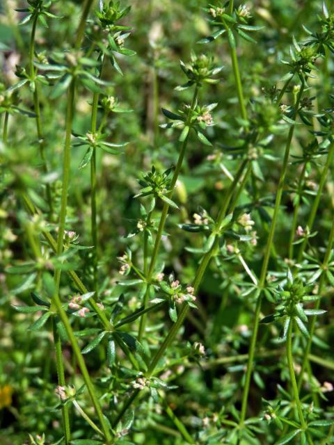 Svízel (Galium divaricatum Pourret ex Lam.)