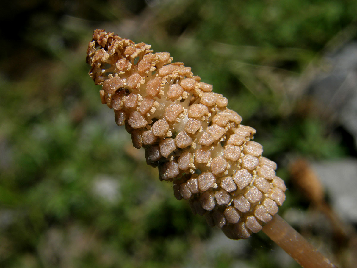 Přeslička lesní (Equisetum sylvaticum L.)