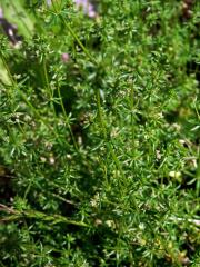 Svízel (Galium divaricatum Pourret ex Lam.)