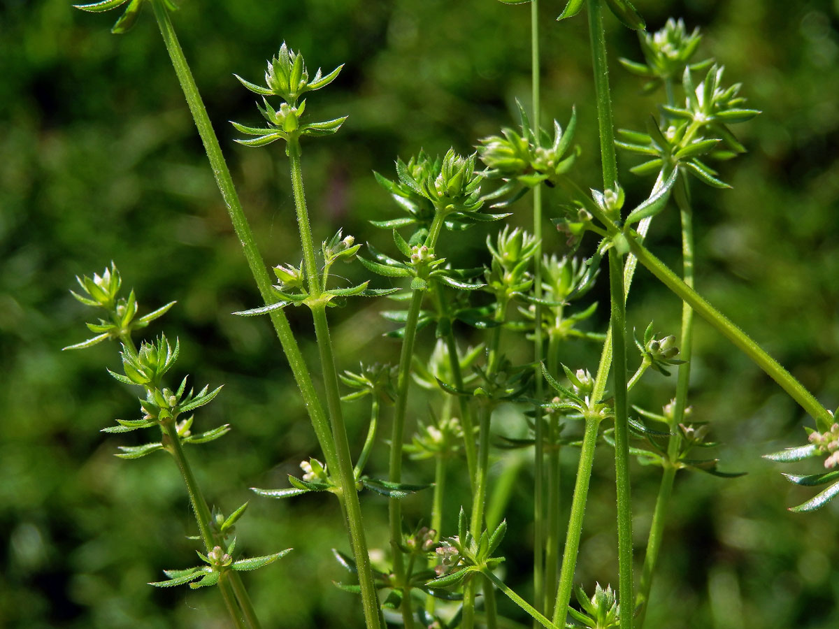 Svízel (Galium divaricatum Pourret ex Lam.)