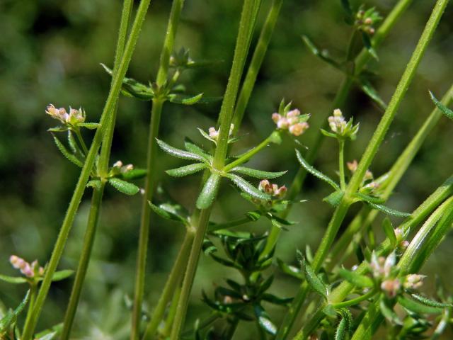 Svízel (Galium divaricatum Pourret ex Lam.)