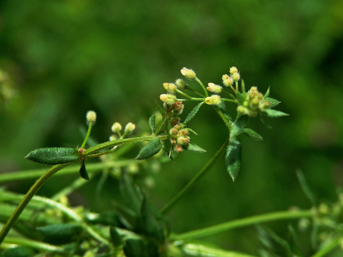 Svízel (Galium divaricatum Pourret ex Lam.)