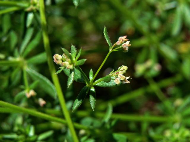 Svízel (Galium divaricatum Pourret ex Lam.)