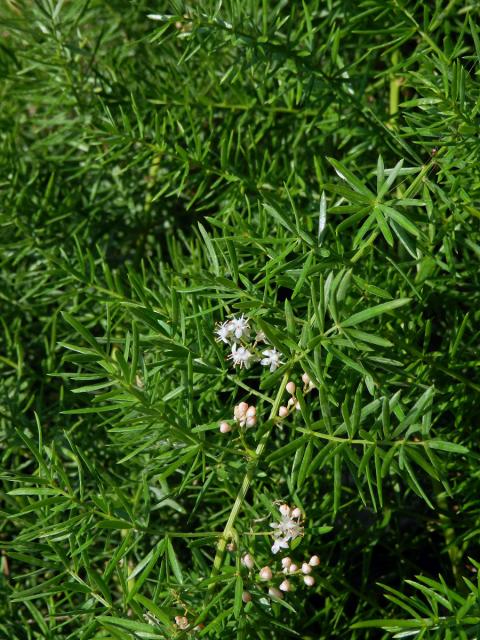 Chřest (Asparagus densiflorus (Kunth) Jessop)