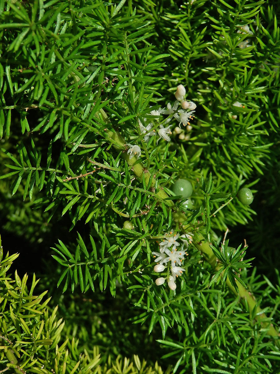 Chřest (Asparagus densiflorus (Kunth) Jessop)