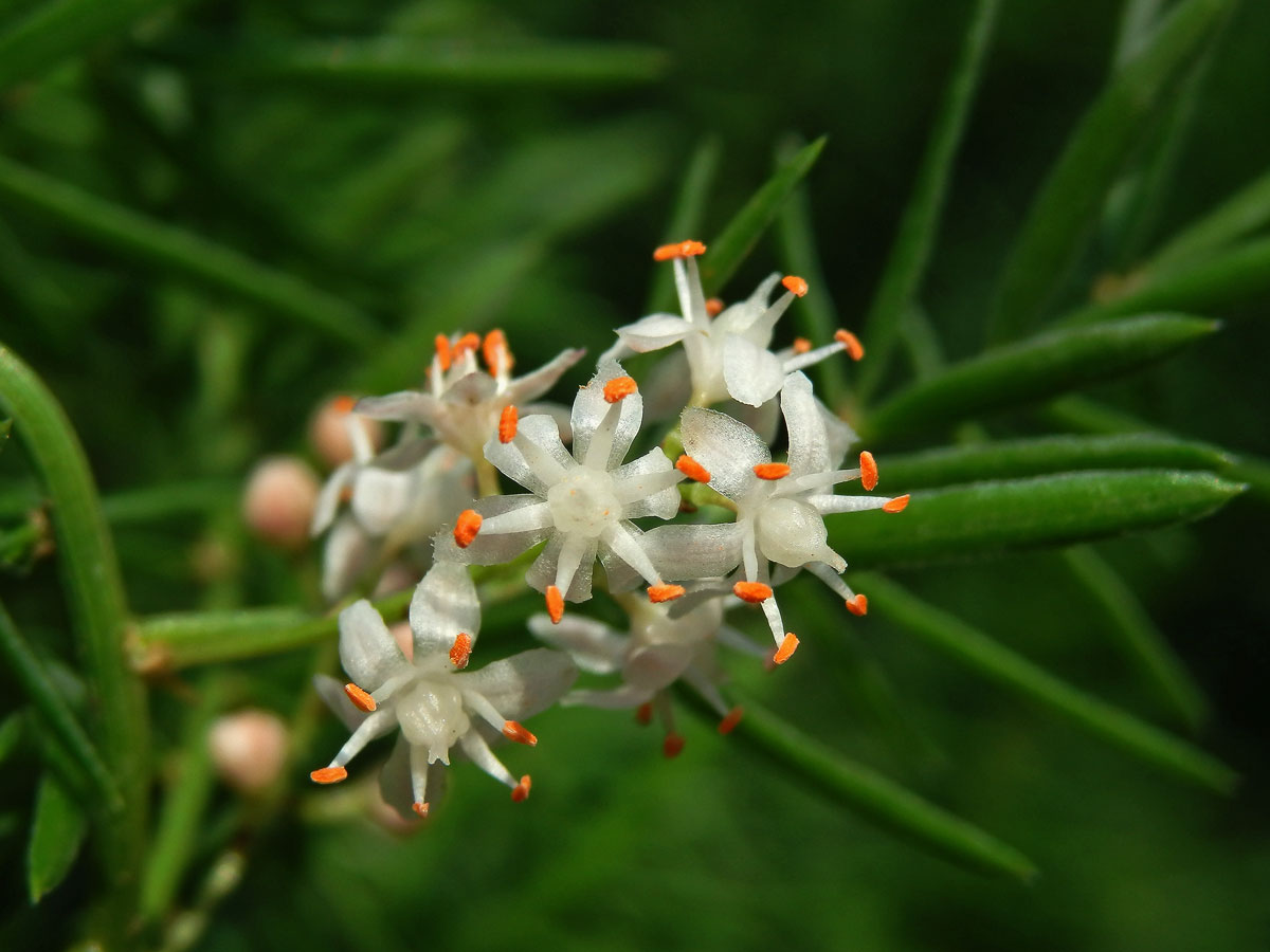 Chřest (Asparagus densiflorus (Kunth) Jessop)