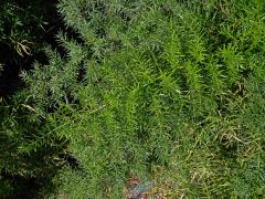 Chřest (Asparagus densiflorus (Kunth) Jessop)