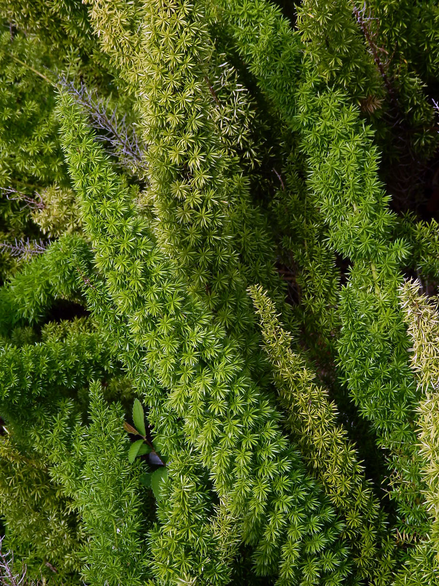 Chřest (Asparagus densiflorus (Kunth) Jessop)