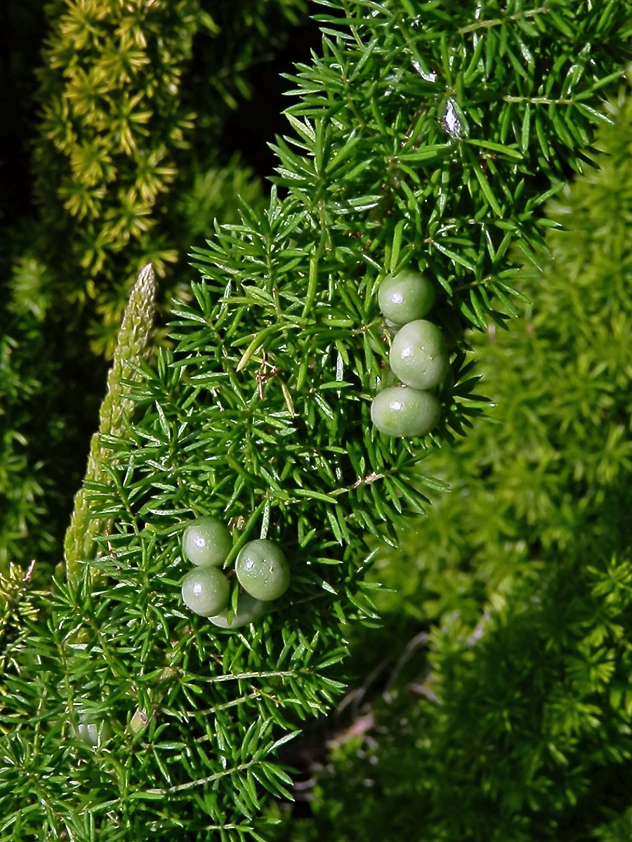 Chřest (Asparagus densiflorus (Kunth) Jessop)