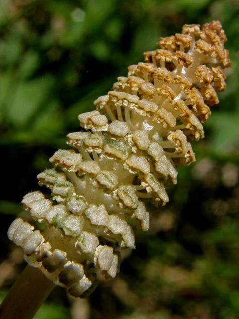 Přeslička lesní (Equisetum sylvaticum L.)