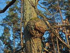 Nádor na dubu letním (Quercus robur L.) (13)