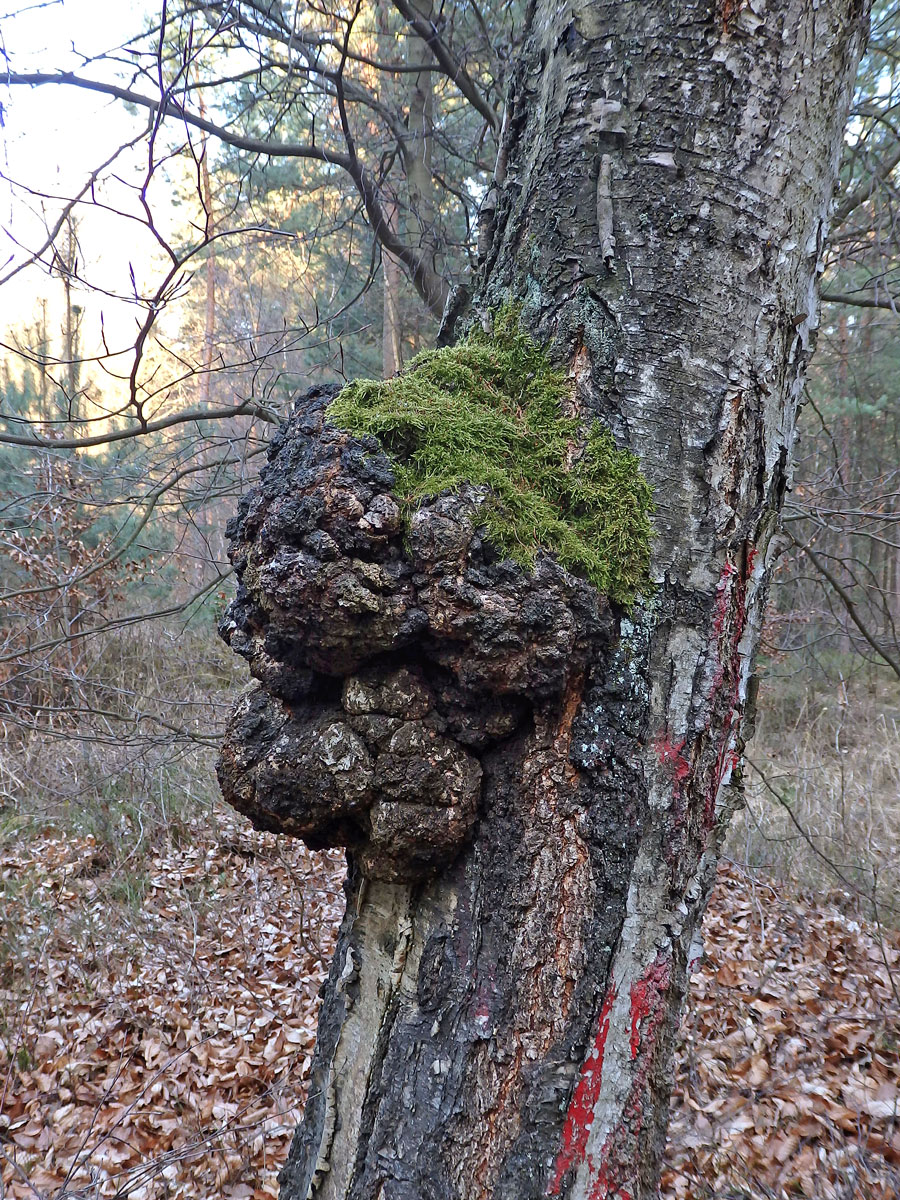 Nádor na bříze bělokoré (Betula pendula Roth) (53c)