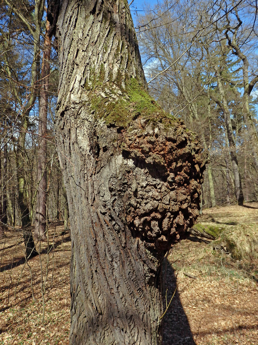 Lípa velkolistá (Tilia platyphyllos Scop.) (23d) s nádorem na kmeni