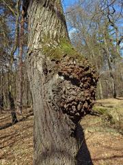 Lípa velkolistá (Tilia platyphyllos Scop.) (23d) s nádorem na kmeni