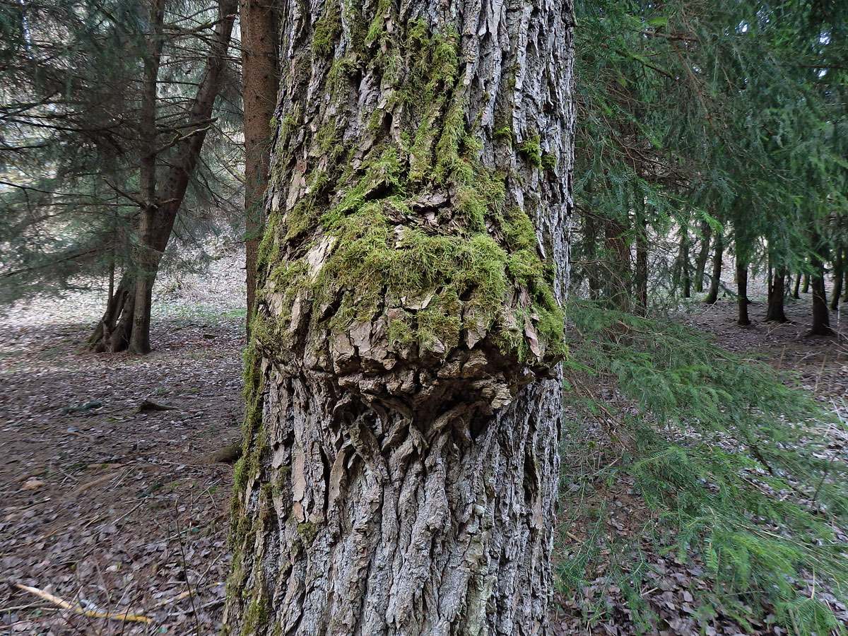 Nádor na topolu černém (Populus nigra L.) (2)