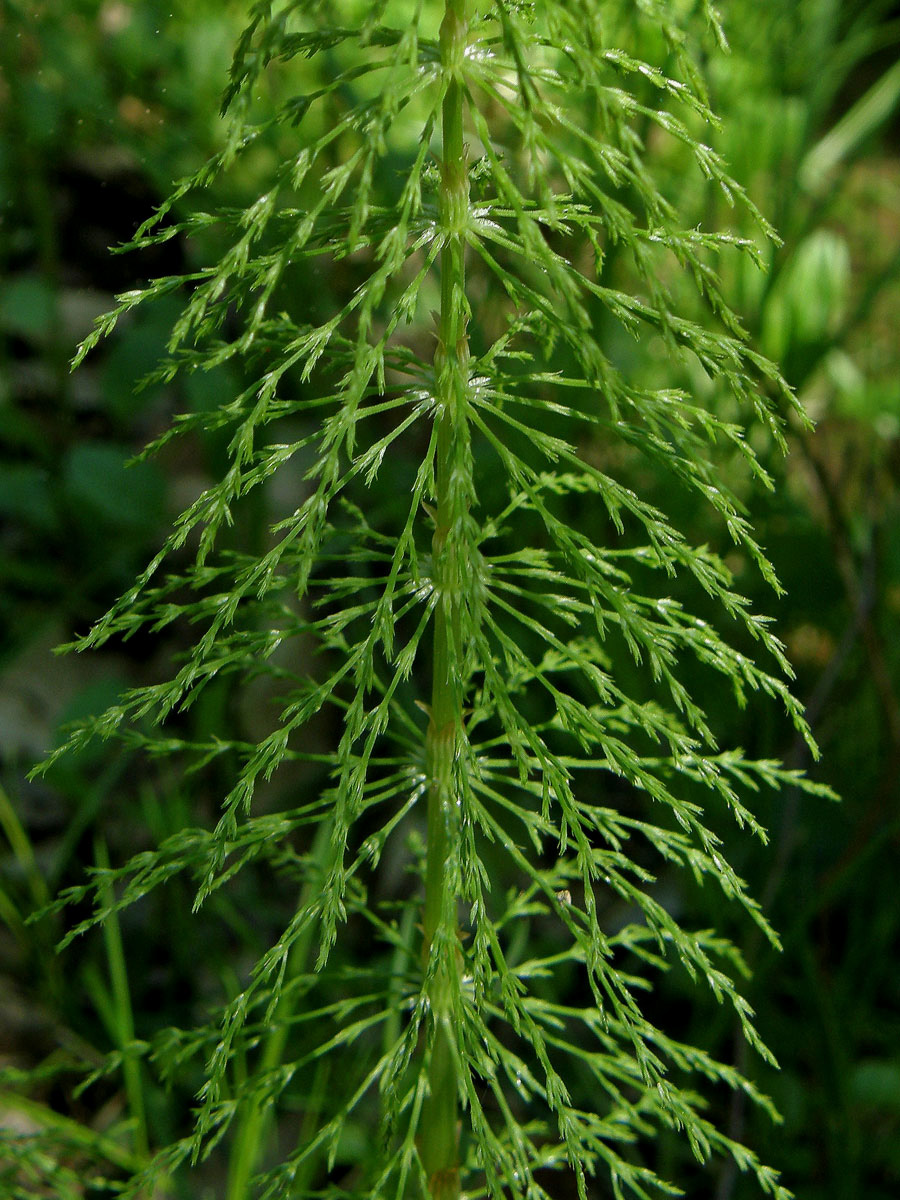 Přeslička lesní (Equisetum sylvaticum L.)