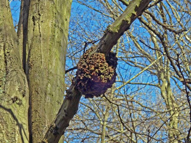 Nádor na habru obecném (Carpinus betulus L.) (17b)