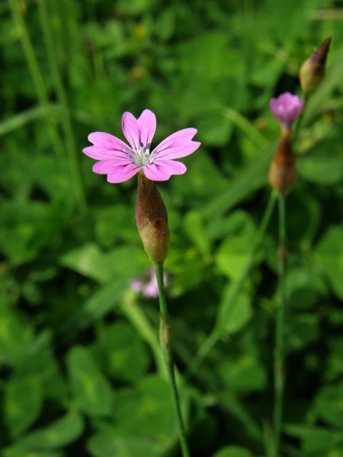 Hvozdíček vrtkavý (Petrorhagia dubia (Raf.) G. López & Romo)