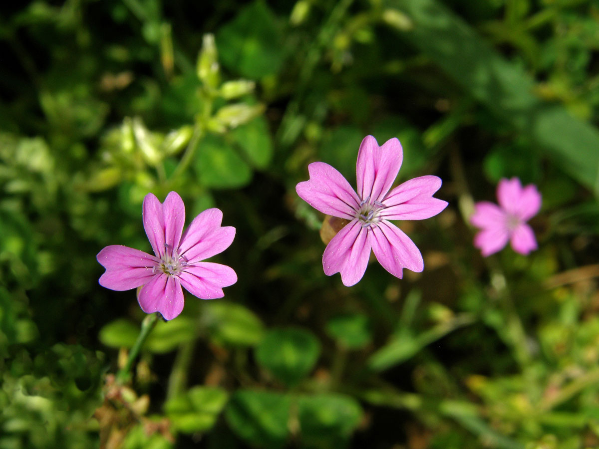 Hvozdíček vrtkavý (Petrorhagia dubia (Raf.) G. López & Romo)