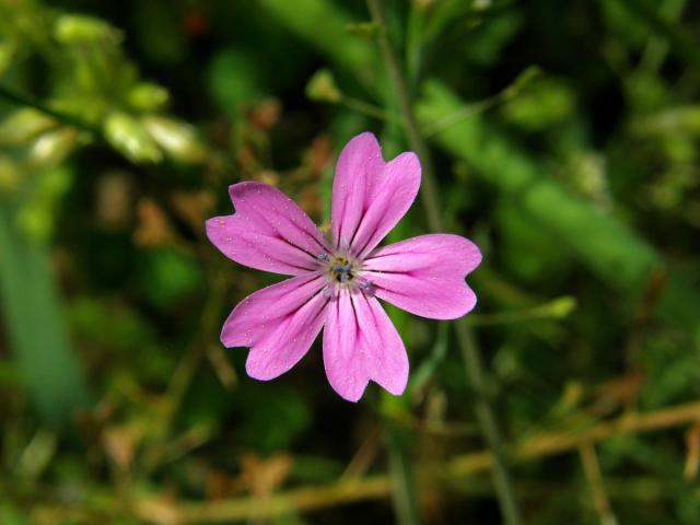 Hvozdíček vrtkavý (Petrorhagia dubia (Raf.) G. López & Romo)