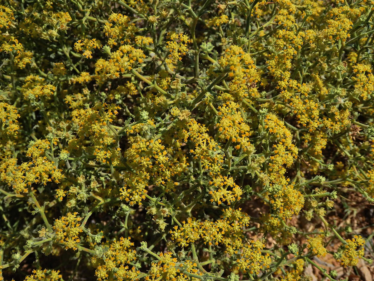 Echinofora (Echinophora tenuifolia L.)