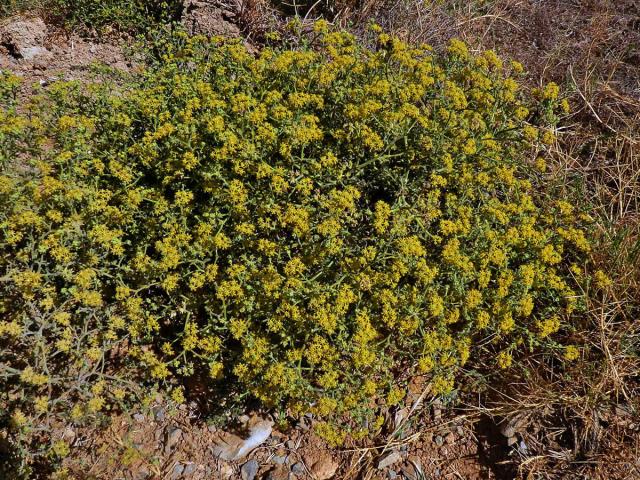 Echinofora (Echinophora tenuifolia L.)