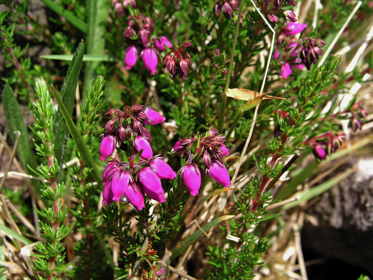 Vřesovec popelavý (Erica cinerea L.)