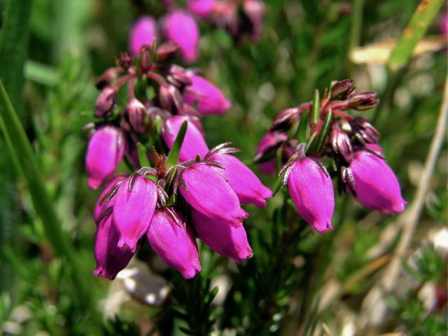 Vřesovec popelavý (Erica cinerea L.)