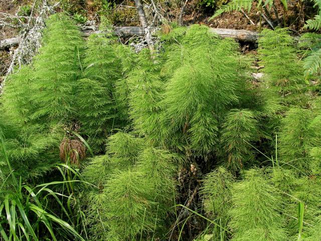 Přeslička lesní (Equisetum sylvaticum L.)