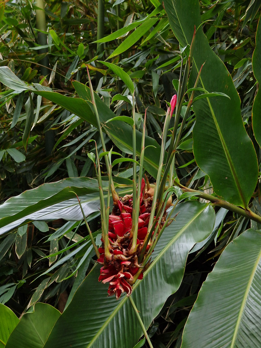 Galgán nachový (Alpinia purpurata (Vieill.) K. Schum), proliferace květů (4)