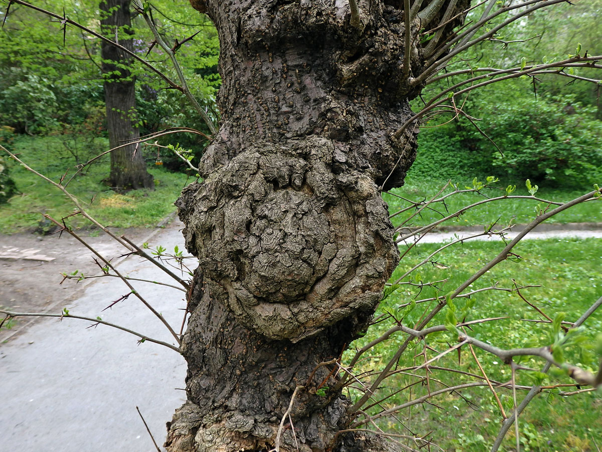 Dřezovec hrozivý (Gleditsia horrida  Mak.) (5) s nádorem na kmeni