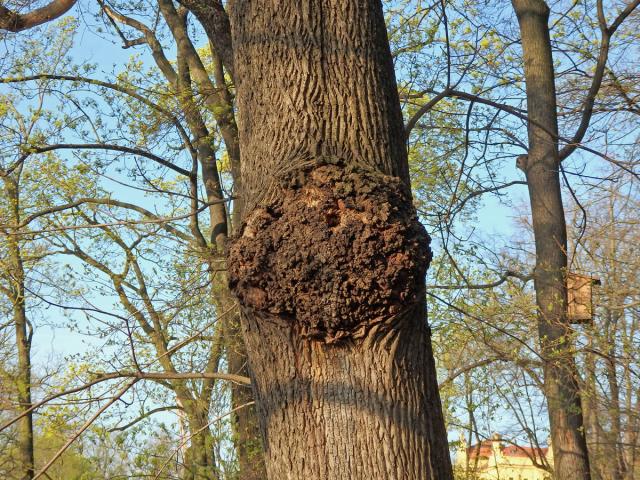 Javor klen (Acer pseudoplatanus L.) s nádorem na kmeni (39)