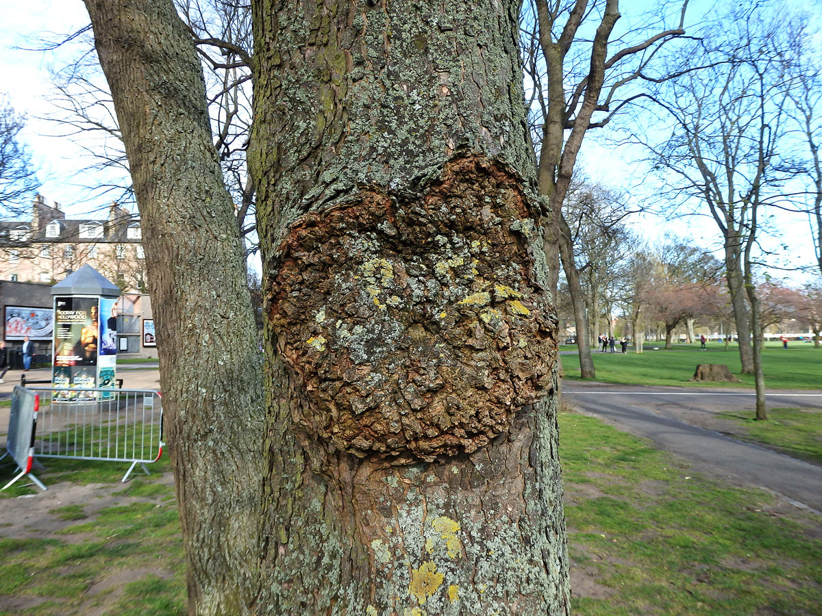 Javor klen (Acer pseudoplatanus L.) s nádorem na kmeni (41)