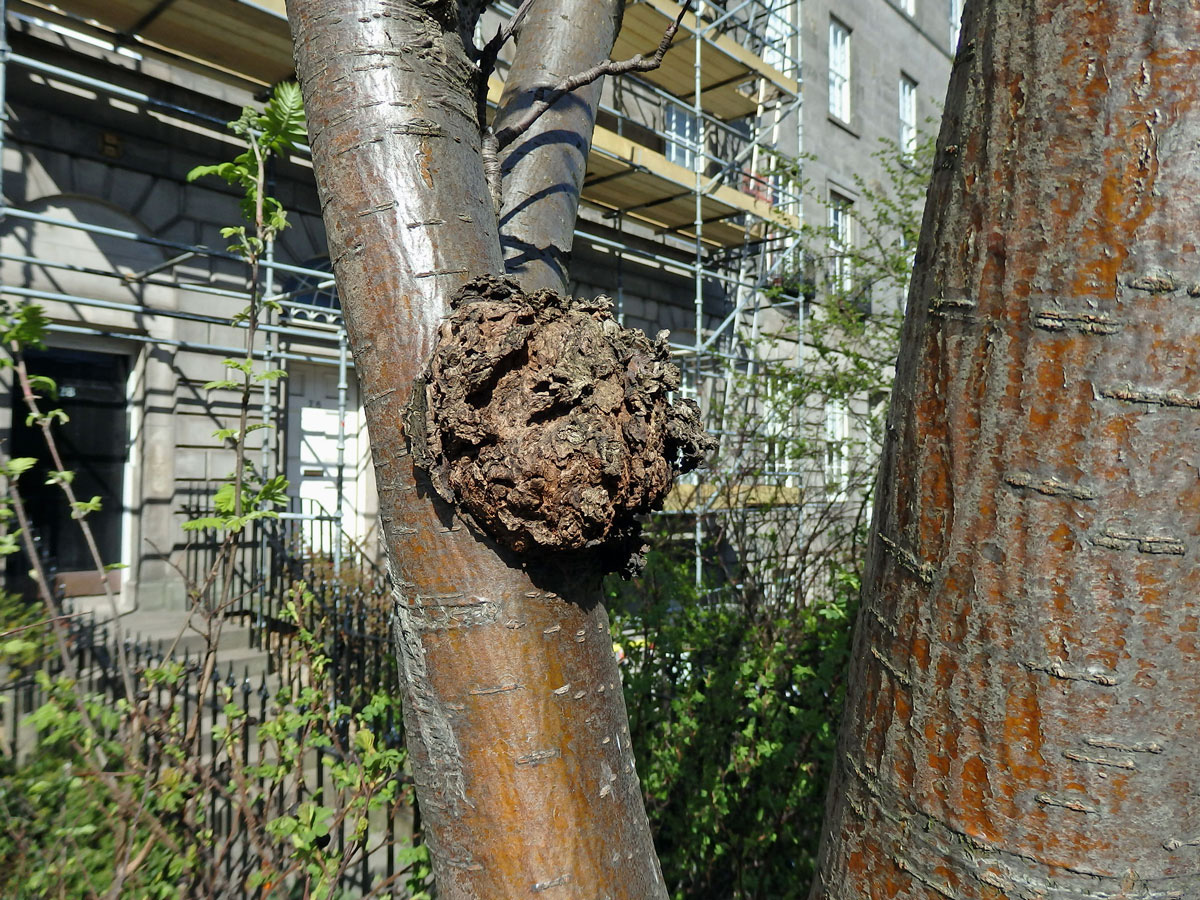 Jeřáb ptačí (Sorbus ancuparia L.) s malým kulovitým nádorem na kmeni (1a)