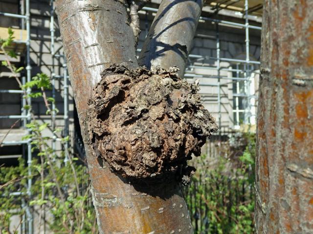 Jeřáb ptačí (Sorbus ancuparia L.) s malým kulovitým nádorem na kmeni (1b)