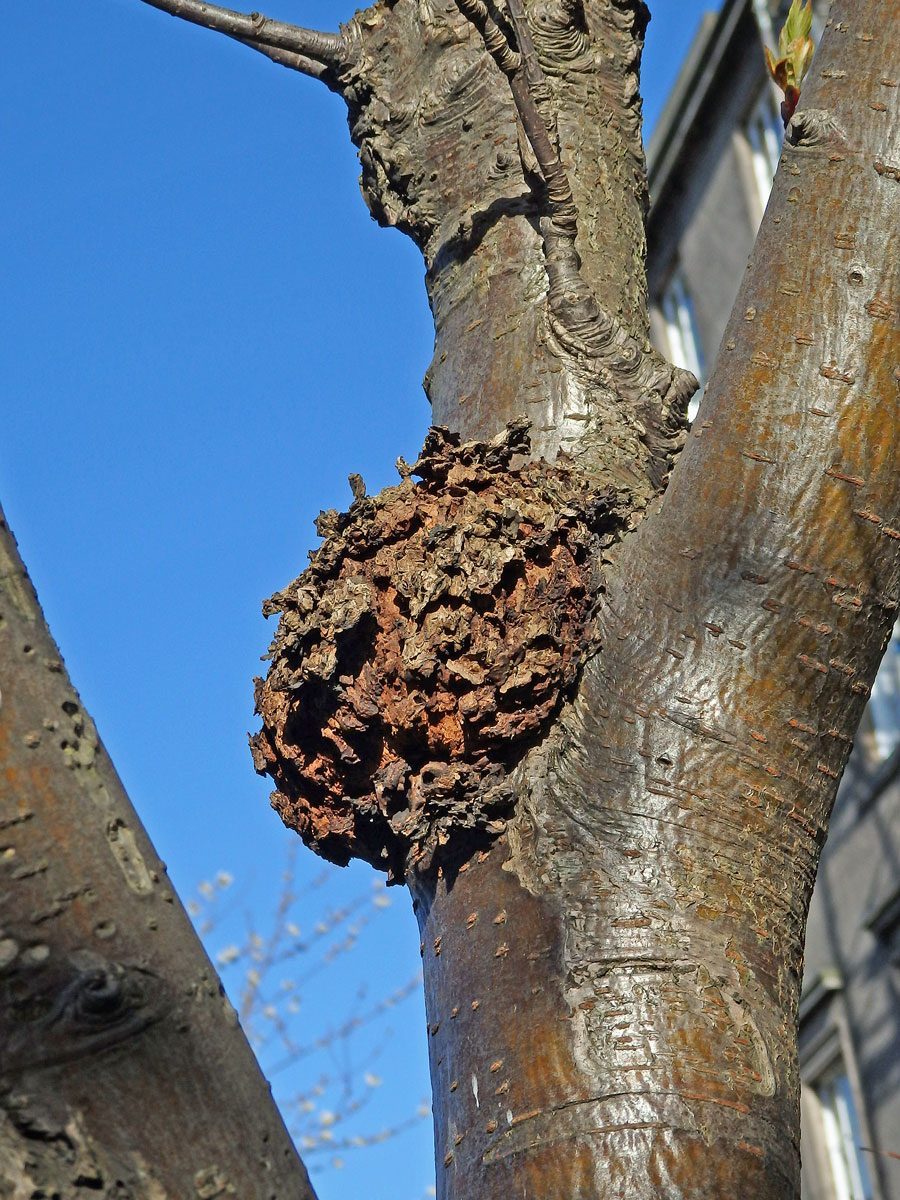 Jeřáb ptačí (Sorbus ancuparia L.) s malým kulovitým nádorem na kmeni (1c)