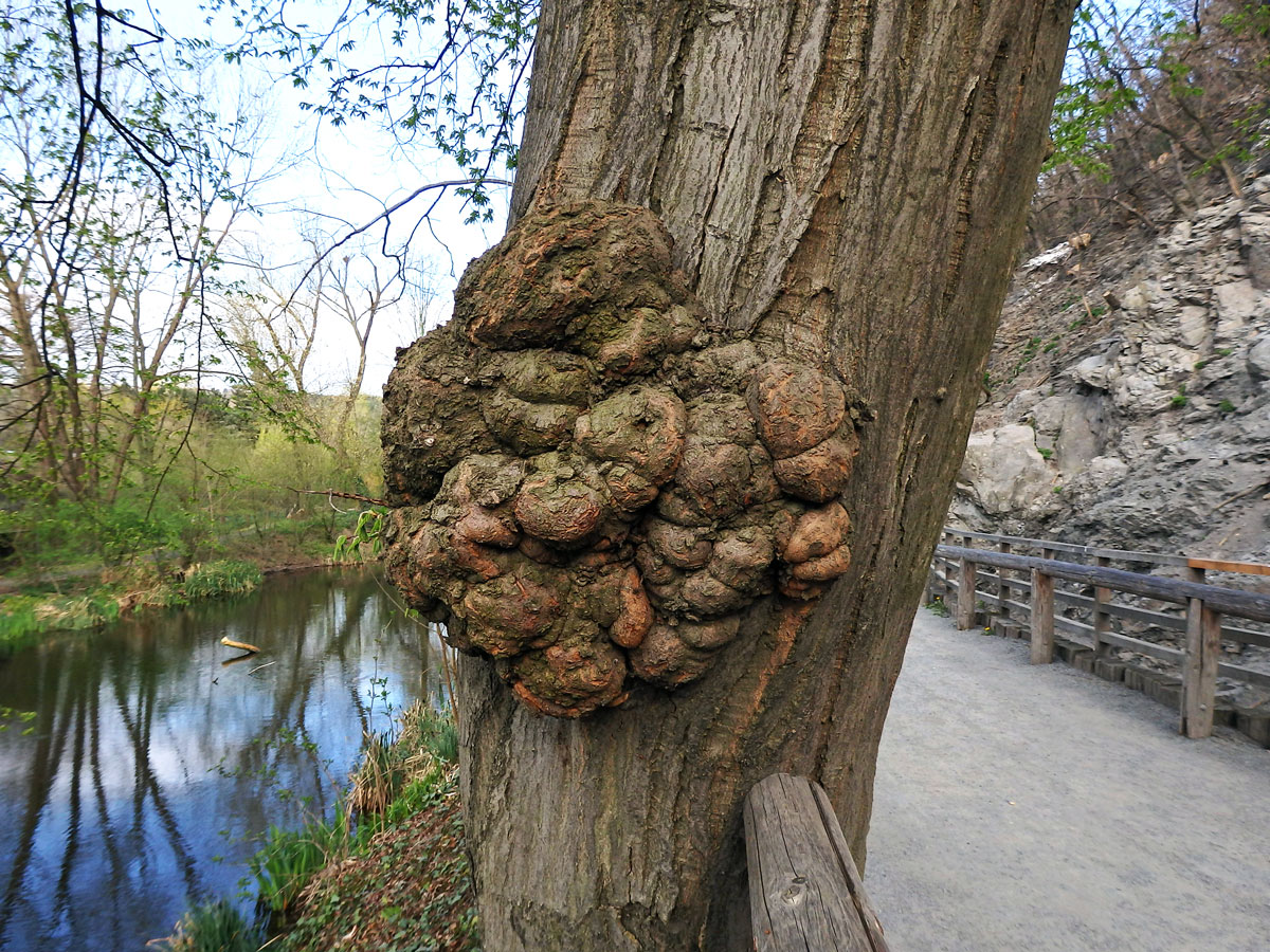 Nádor na habru obecném (Carpinus betulus L.) (20)