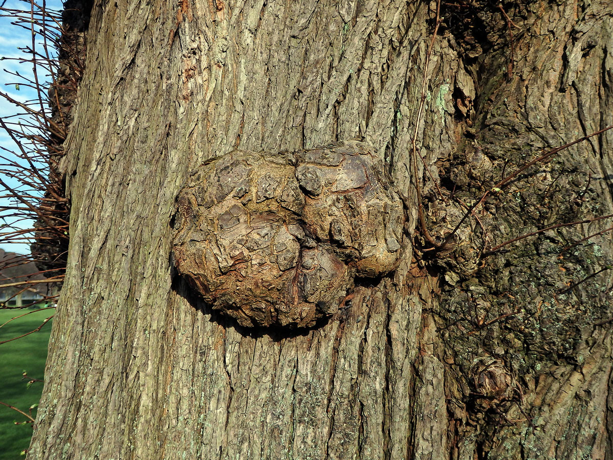 Jilm habrolistý (Ulmus minor Mill.) s tumorem na kmeni (5c)