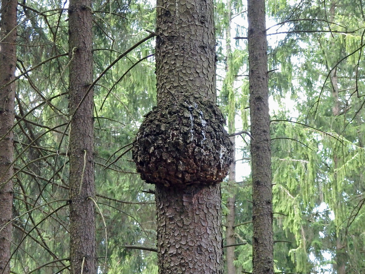 Smrk ztepilý (Picea abies (L.) Karsten) (13a) s nádorem na kmeni