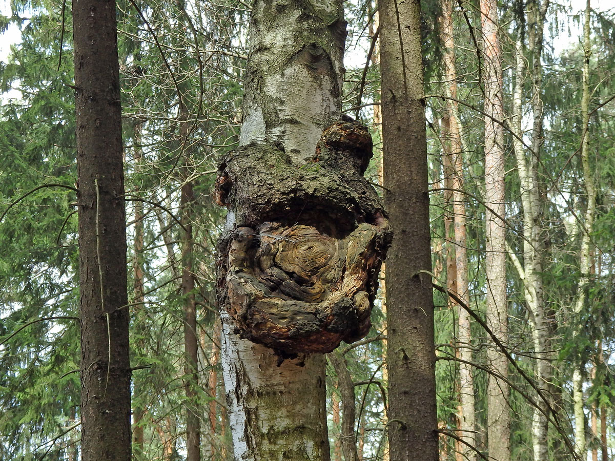 Nádor na bříze bělokoré (Betula pendula Roth) (56)