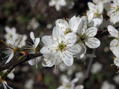 Trnka obecná (Prunus spinosa L.), sedmičetný květ (2)