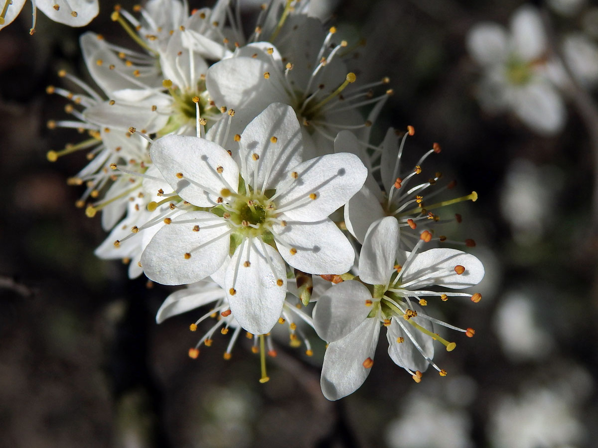 Trnka obecná (Prunus spinosa L.), šestičetný květ (2)